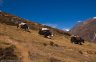 nepal-9787.jpg - 